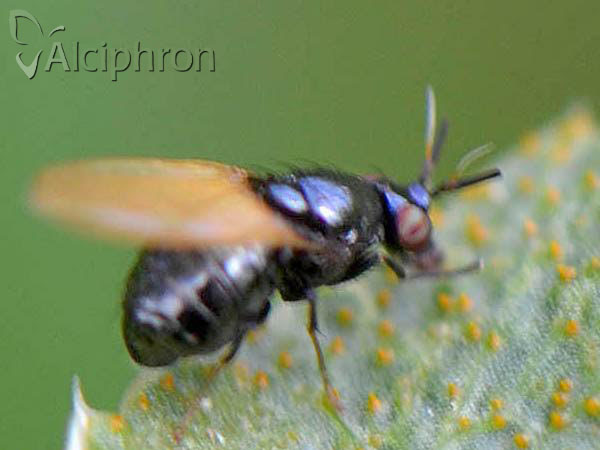 Lauxania cylindricornis