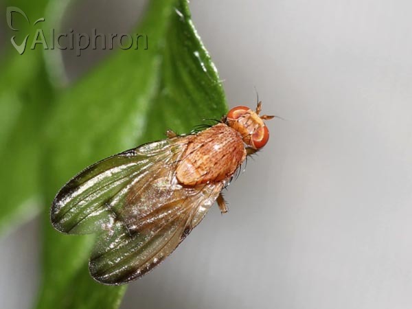 Minettia inusta