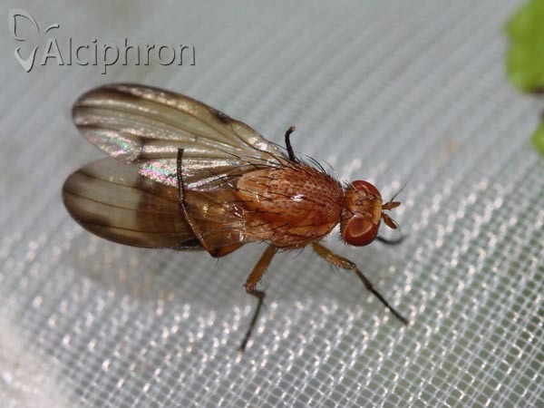 Minettia inusta
