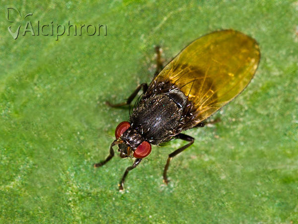 Minettia longipennis