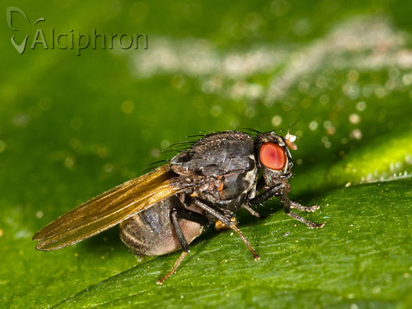 Minettia longipennis
