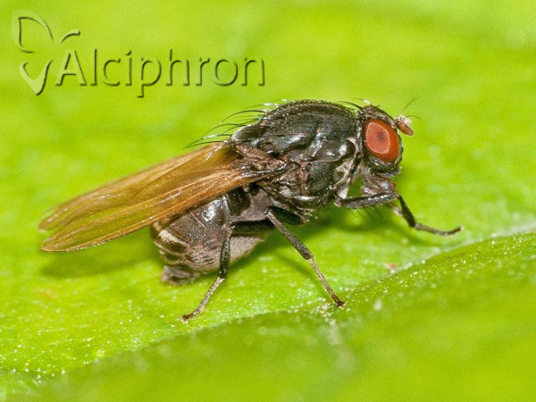 Minettia longipennis