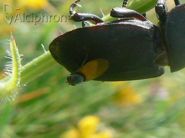 Minettia lupulina