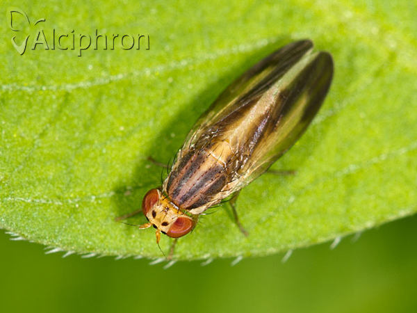 Peplomyza litura