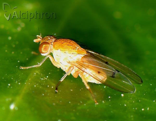 Tricholauxania praeusta