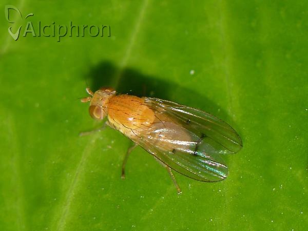 Tricholauxania praeusta