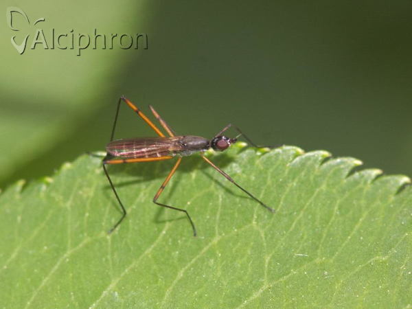 Micropeza corrigiolata