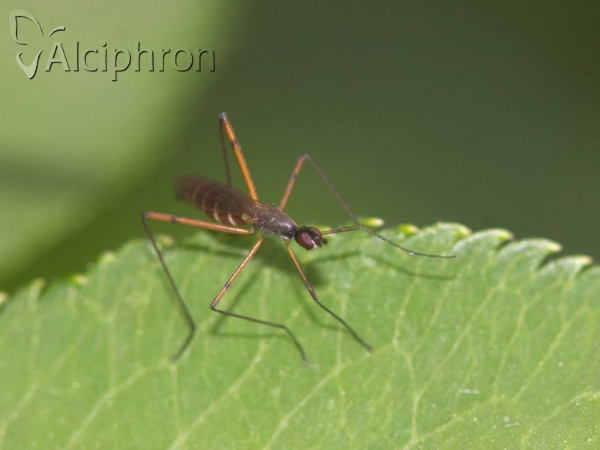 Micropeza corrigiolata
