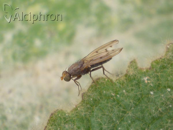 Opomyza florum
