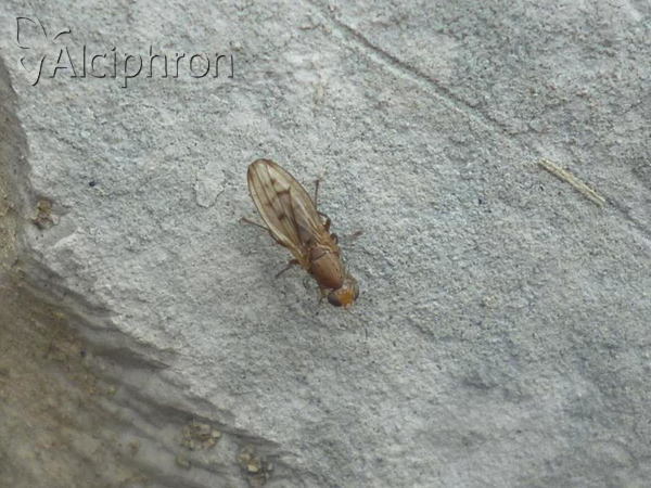 Opomyza florum