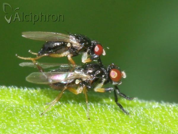 Protopiophila latipes