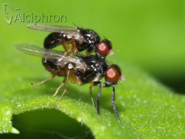 Protopiophila latipes