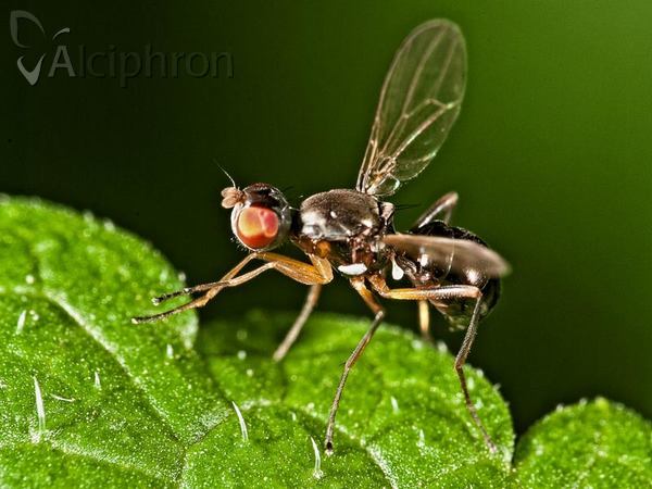 Nemopoda nitidula