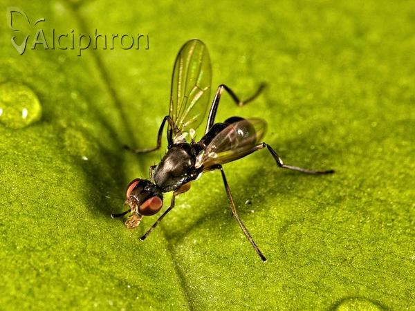 Nemopoda nitidula