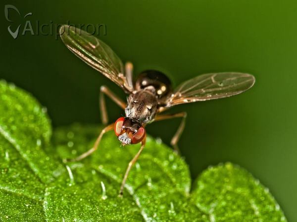 Nemopoda nitidula
