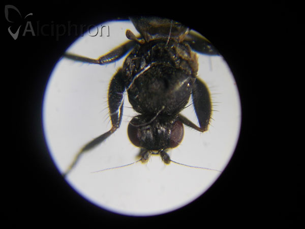 Crumomyia pedestris