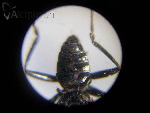 Crumomyia pedestris