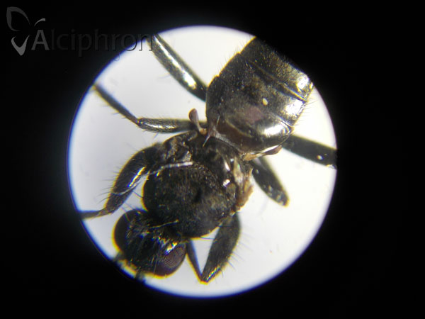 Crumomyia pedestris