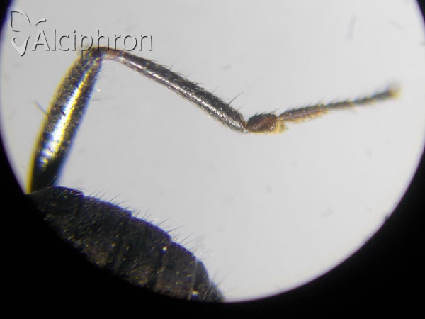 Crumomyia pedestris