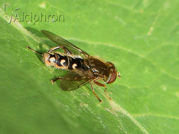 Anasimyia transfuga
