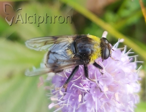 Arctophila bombiforme