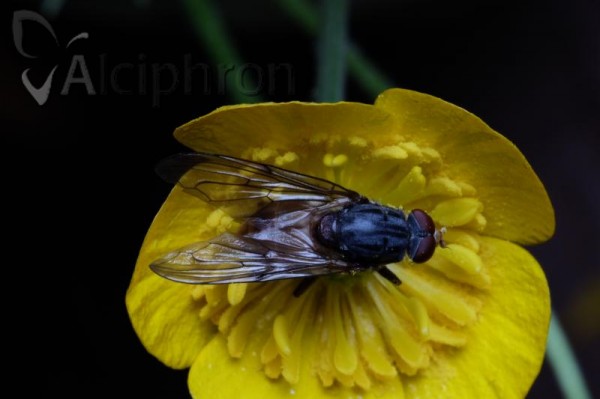 Brachyopa bicolor