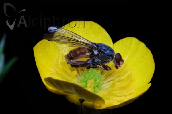 Brachyopa bicolor
