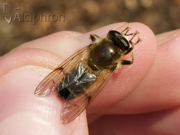 Brachypalpus valgus