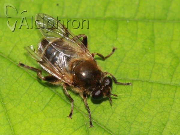 Brachypalpus valgus