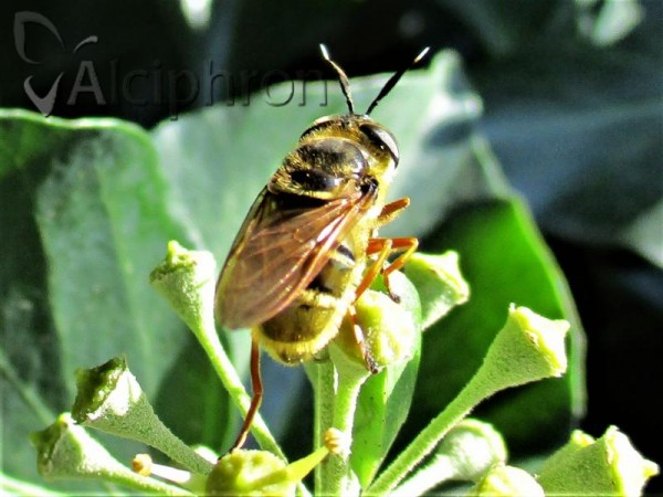 Callicera spinolae
