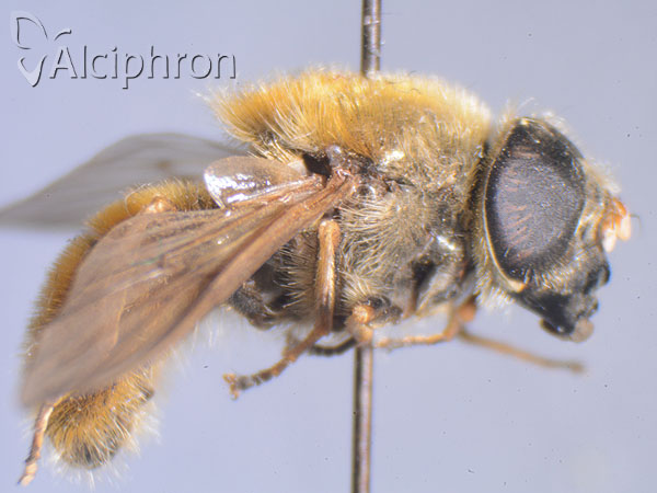 Cheilosia chrysocoma