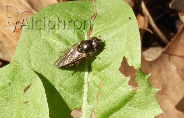 Cheilosia flavipes
