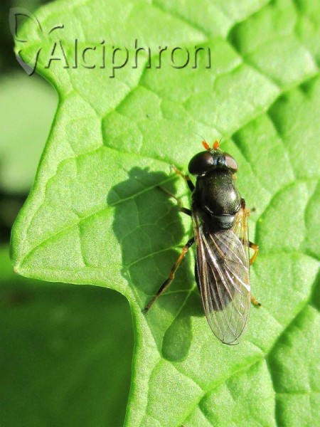 Cheilosia pagana