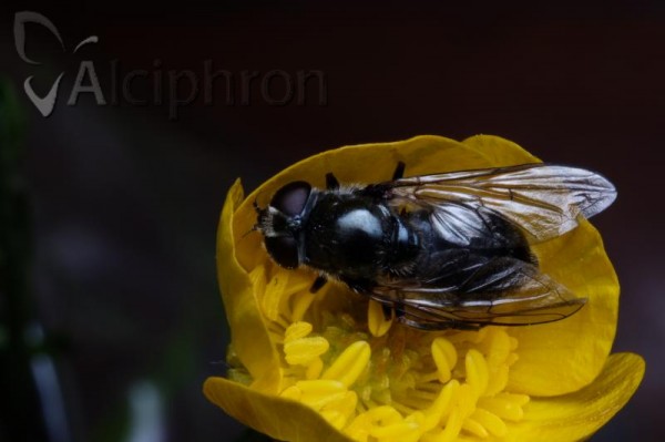 Cheilosia proxima