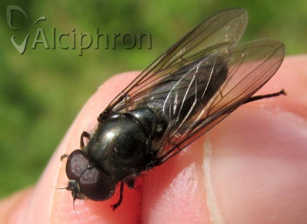 Cheilosia variabilis