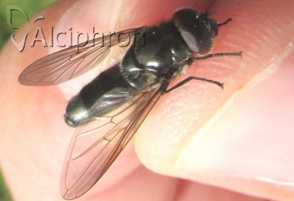 Cheilosia variabilis