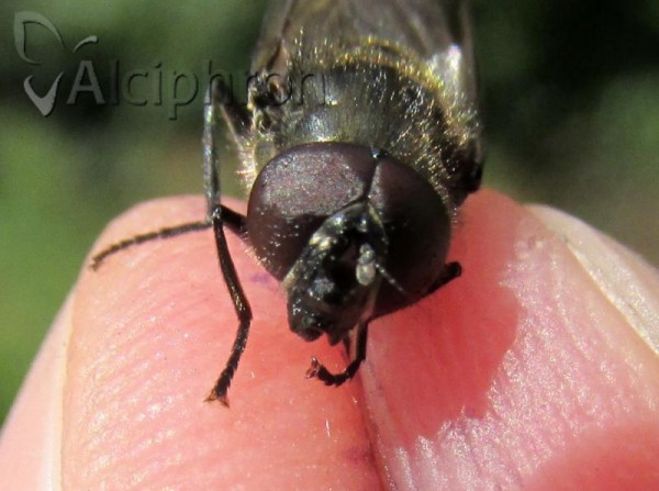 Cheilosia variabilis