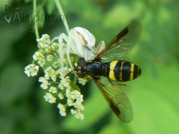 Chrysotoxum bicinctum