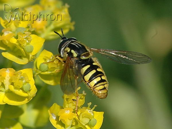 Chrysotoxum cautum