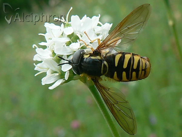 Chrysotoxum cautum
