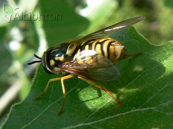 Chrysotoxum cautum