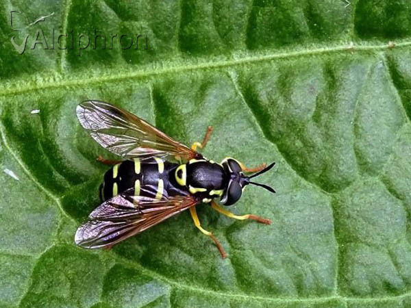 Chrysotoxum festivum