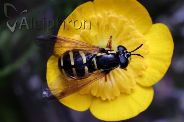 Chrysotoxum orthostylum
