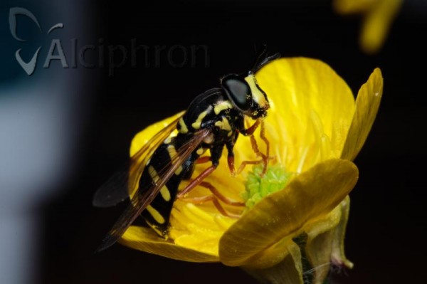 Chrysotoxum orthostylum