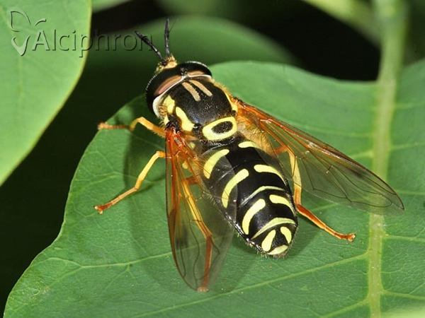 Chrysotoxum vernale