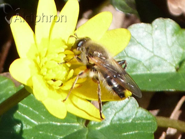 Criorhina asilica