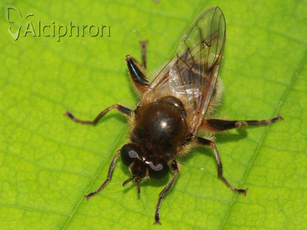Criorhina asilica