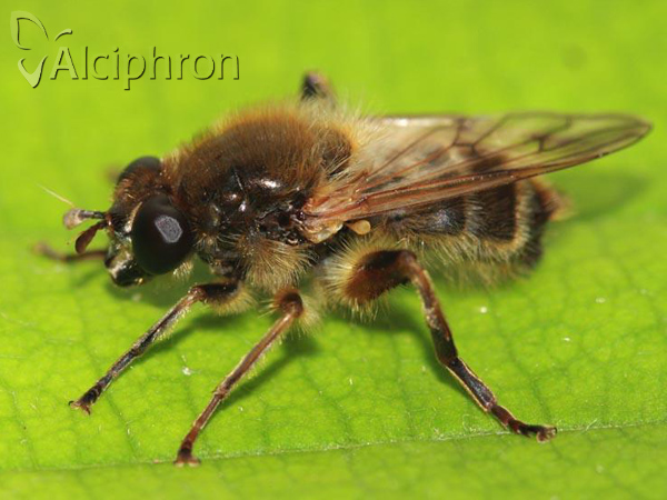 Criorhina asilica