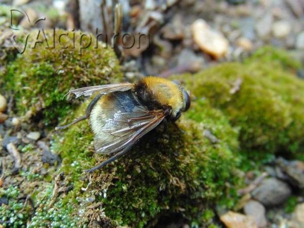 Criorhina berberina