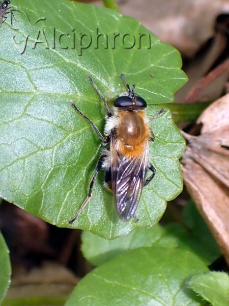 Criorhina floccosa